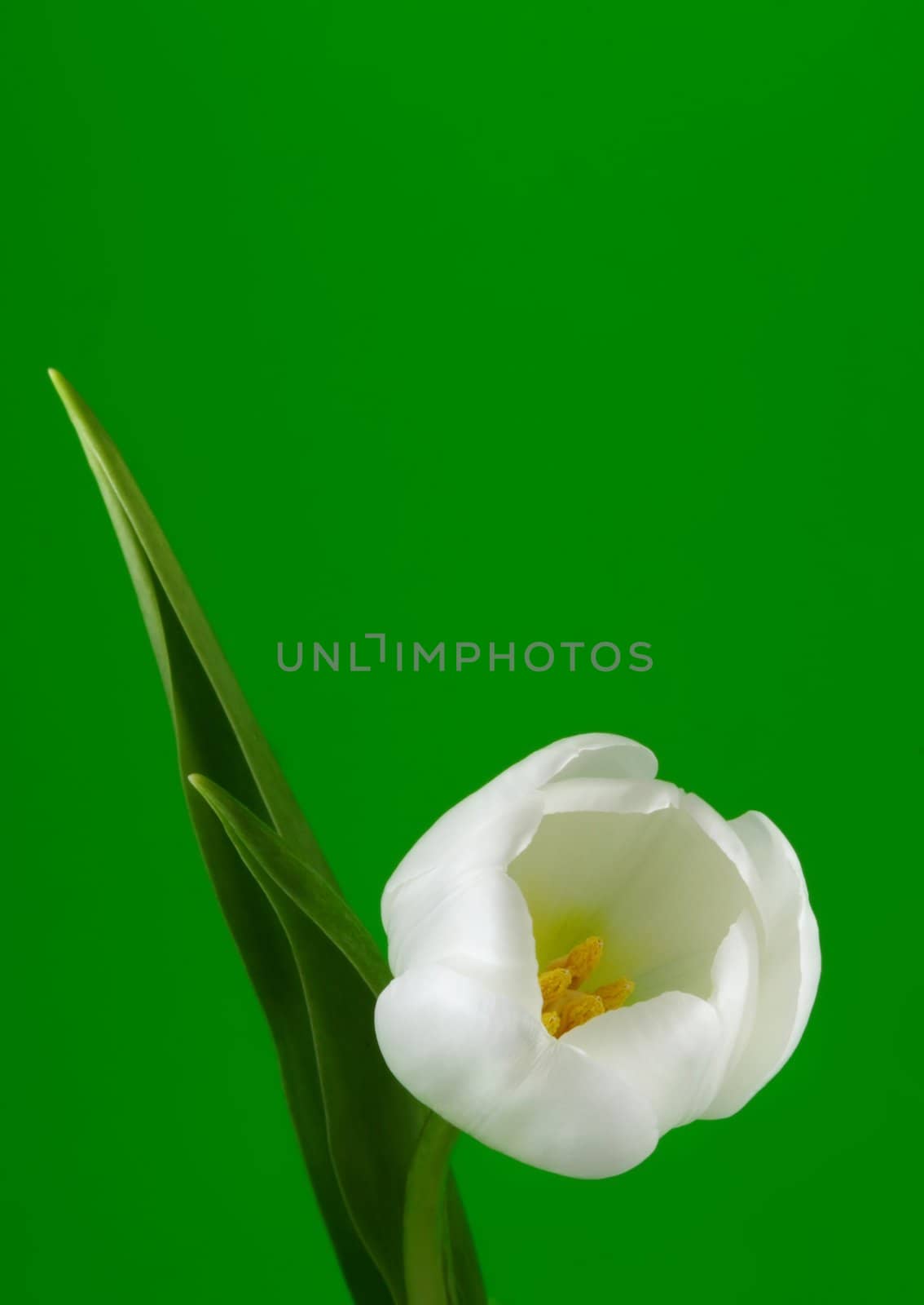 white tulip over green background