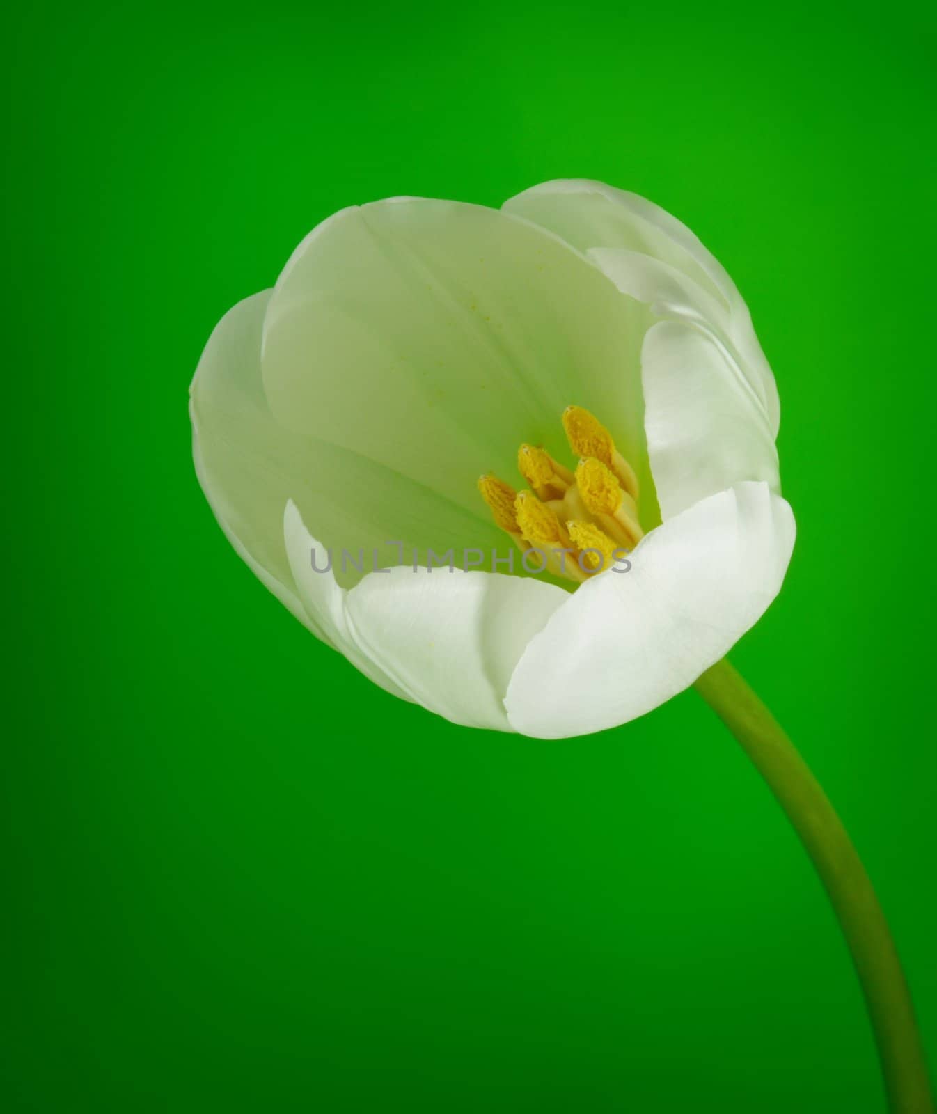 white tulip on green background