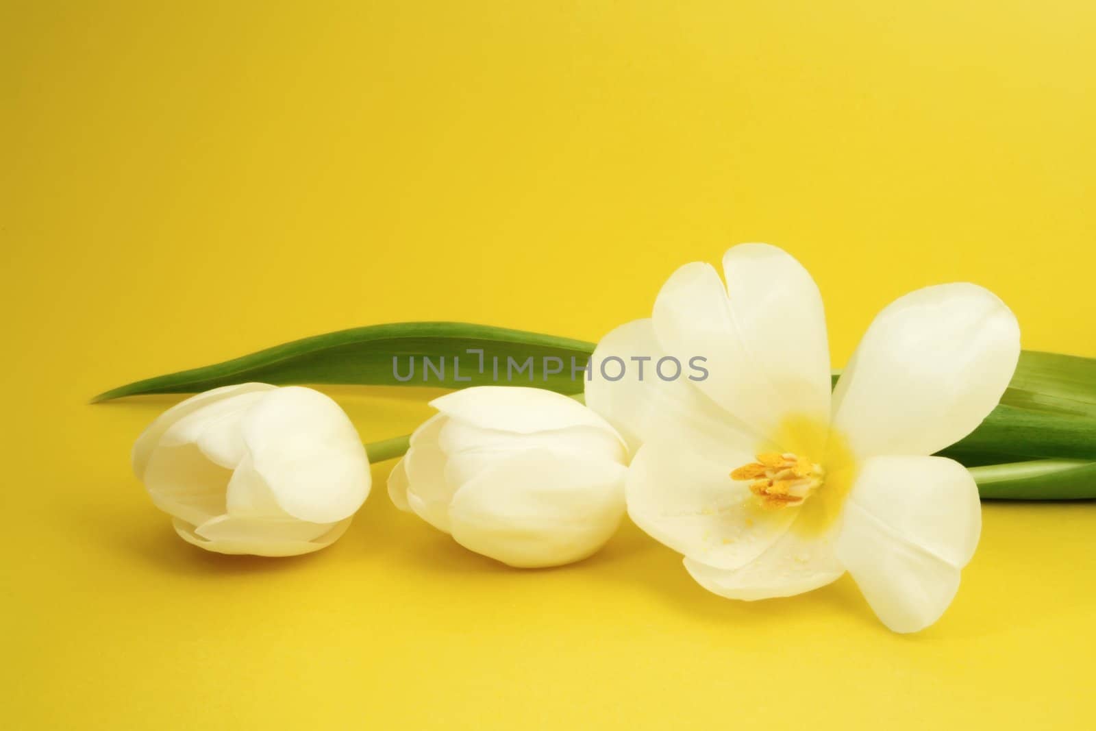 white tulip over yellow background