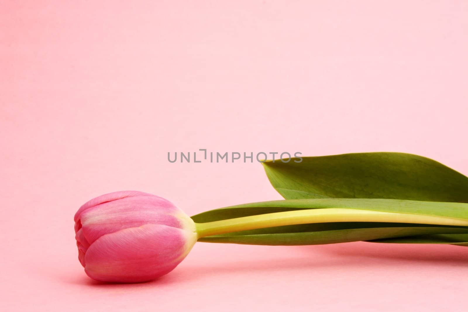 pink tulip over pink background