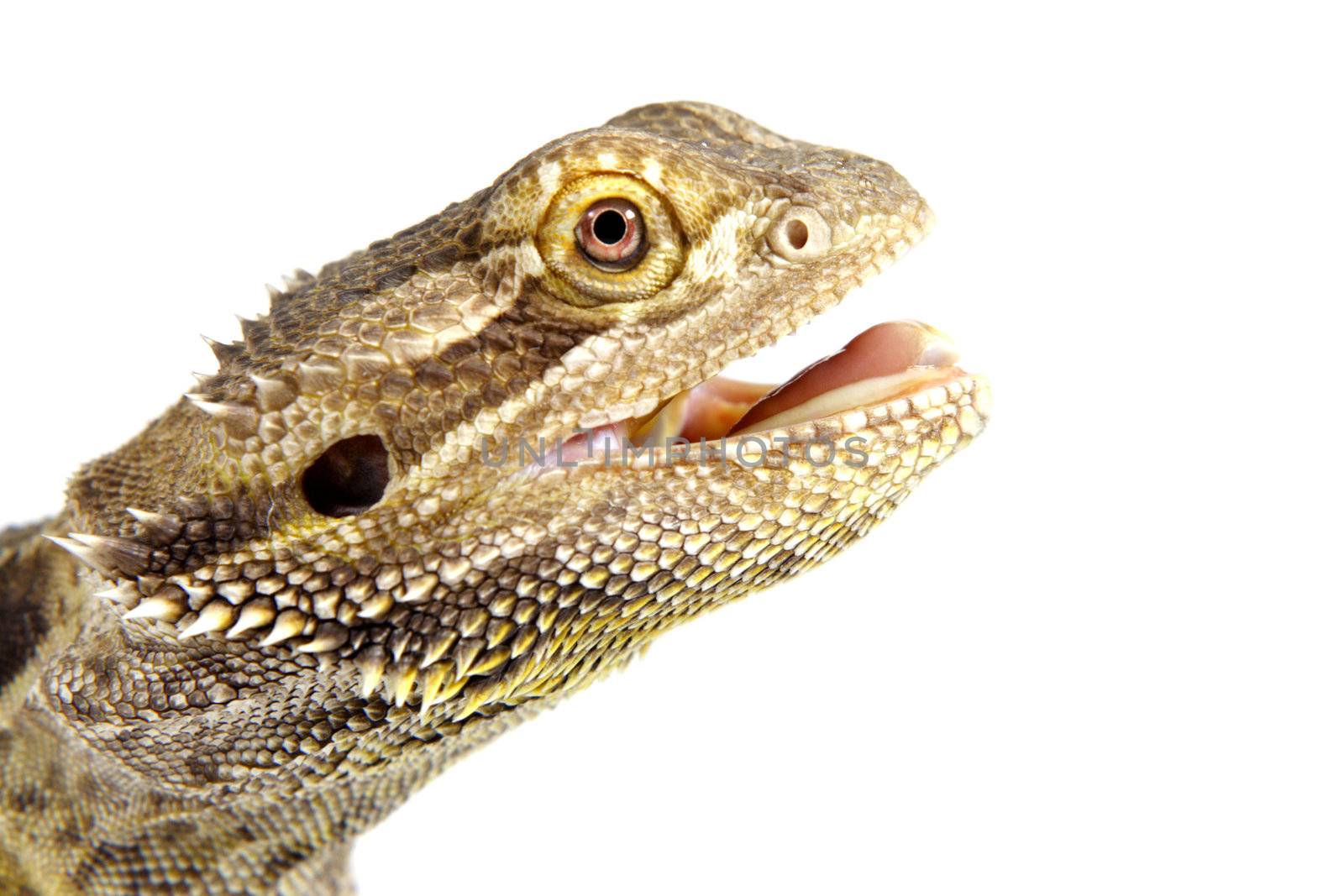 closeup on a cute pogona vitticeps lizard