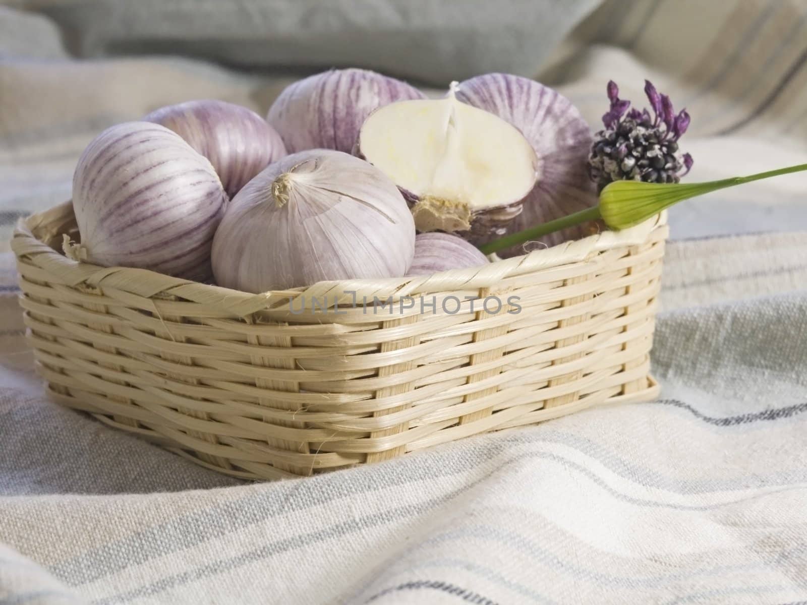 Purple Garlic 