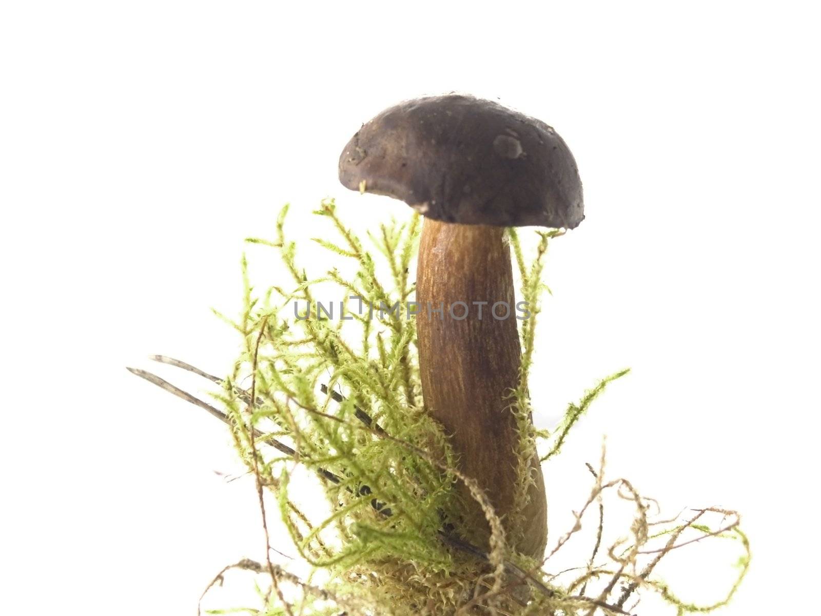 edible mushrooms isolated on white background