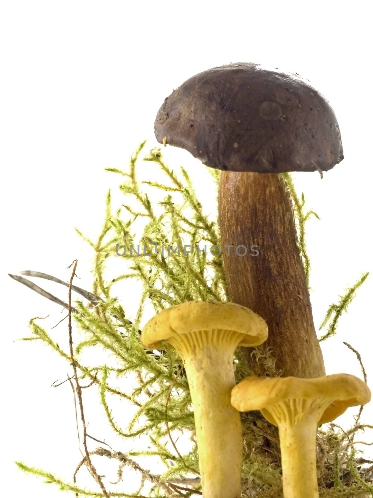 Group of edible mushrooms isolated on white background