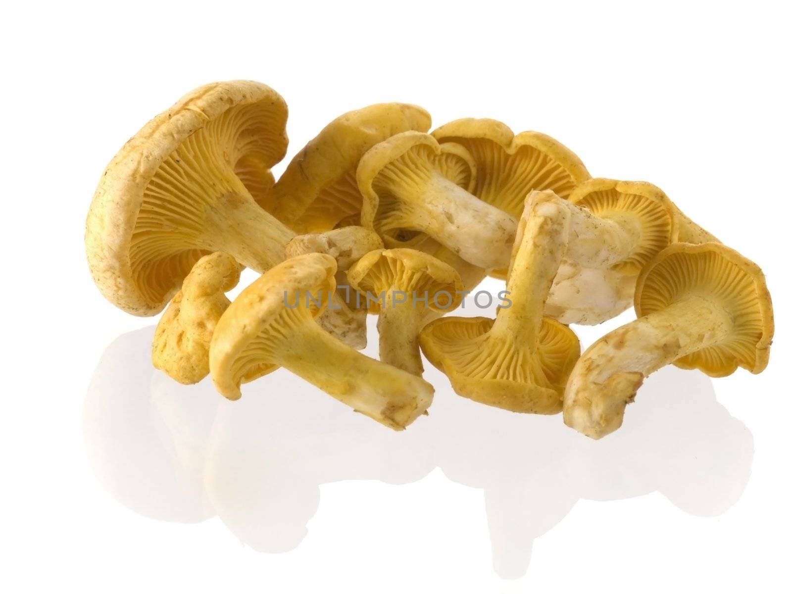 Group of edible mushrooms isolated on white background