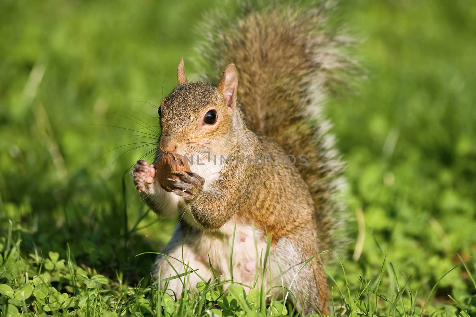 Little curious grey squirrel on green meadow eating a nut