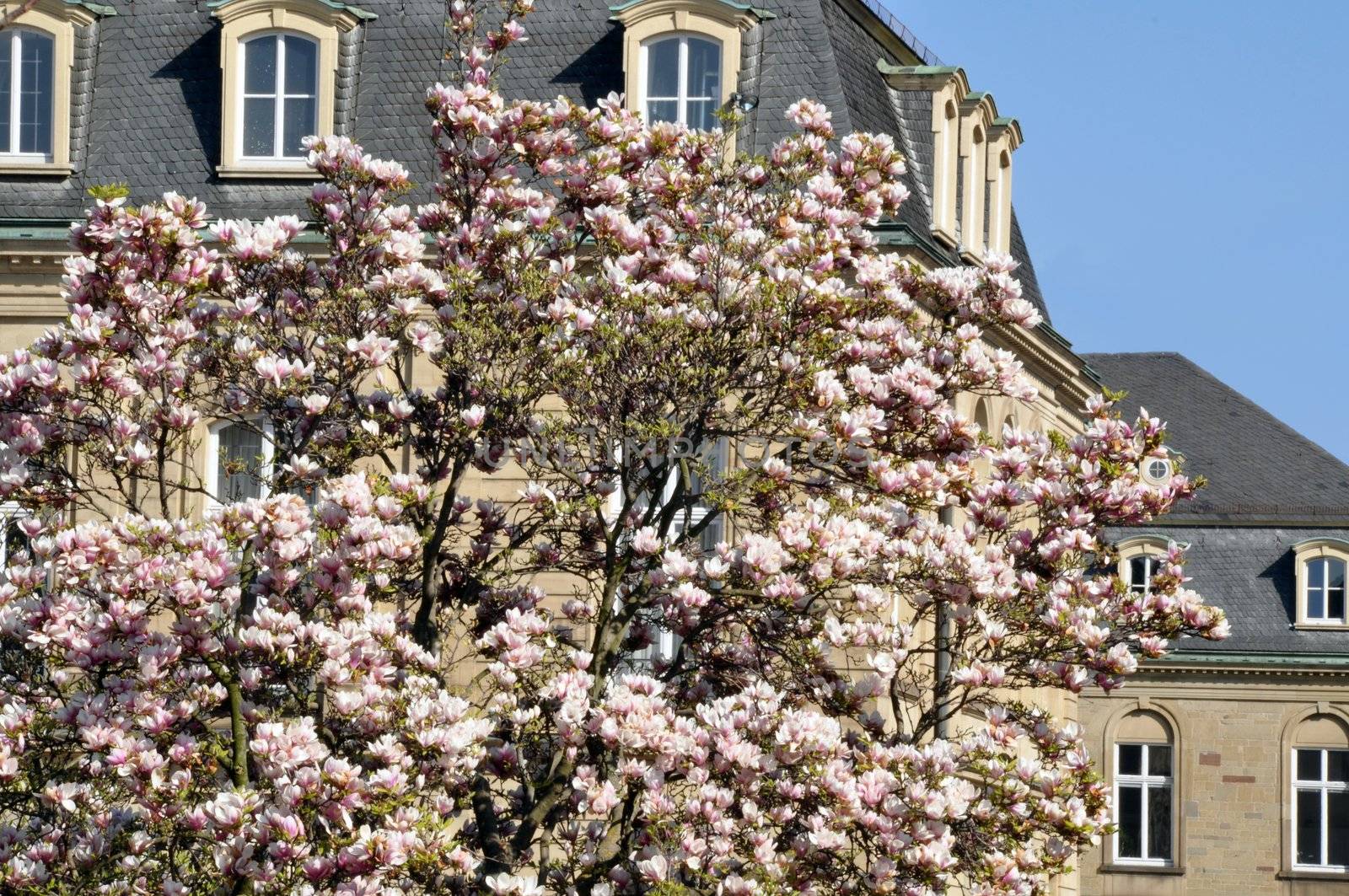 Blossoming magnolia tree in front of large old building