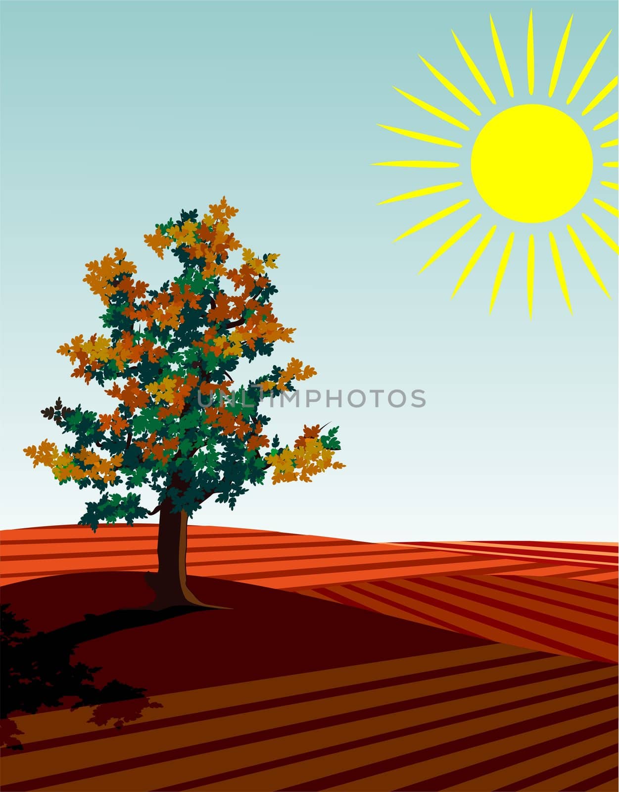 four seasons illustration: autumn
single tree in the fields at harvest time