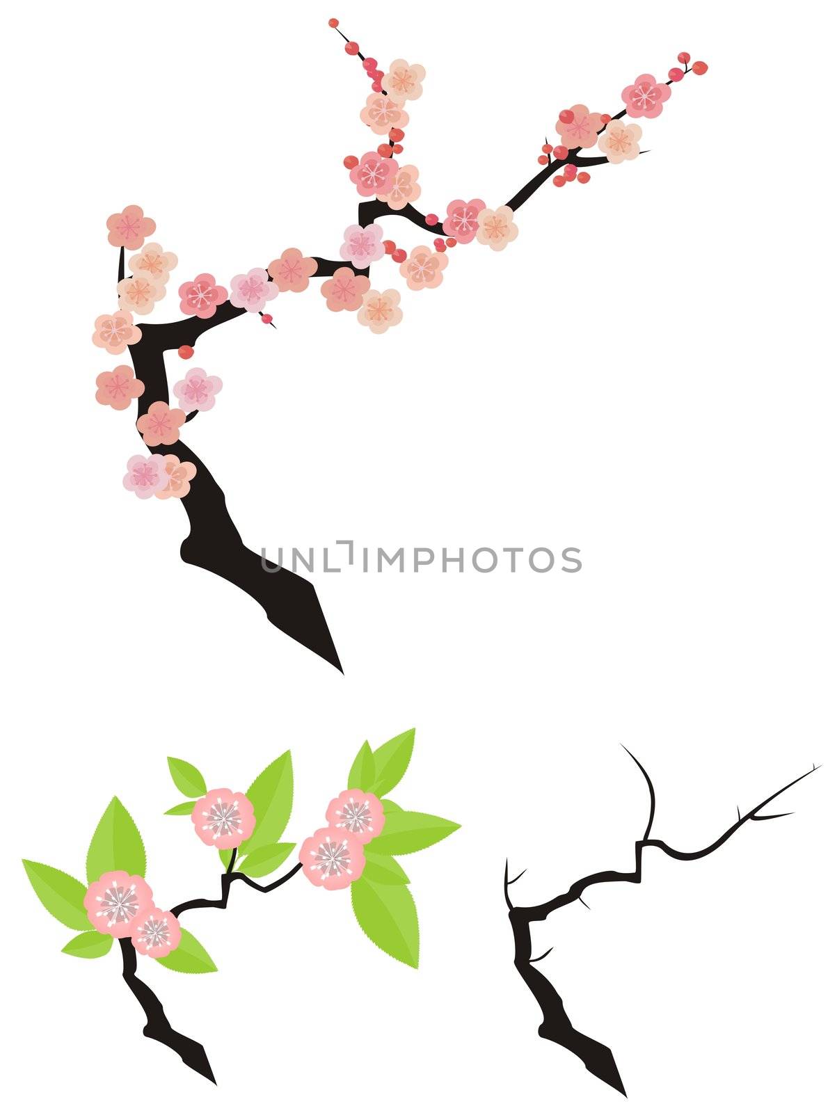 Cherry twig naked, with flowers, with flowers and leaf