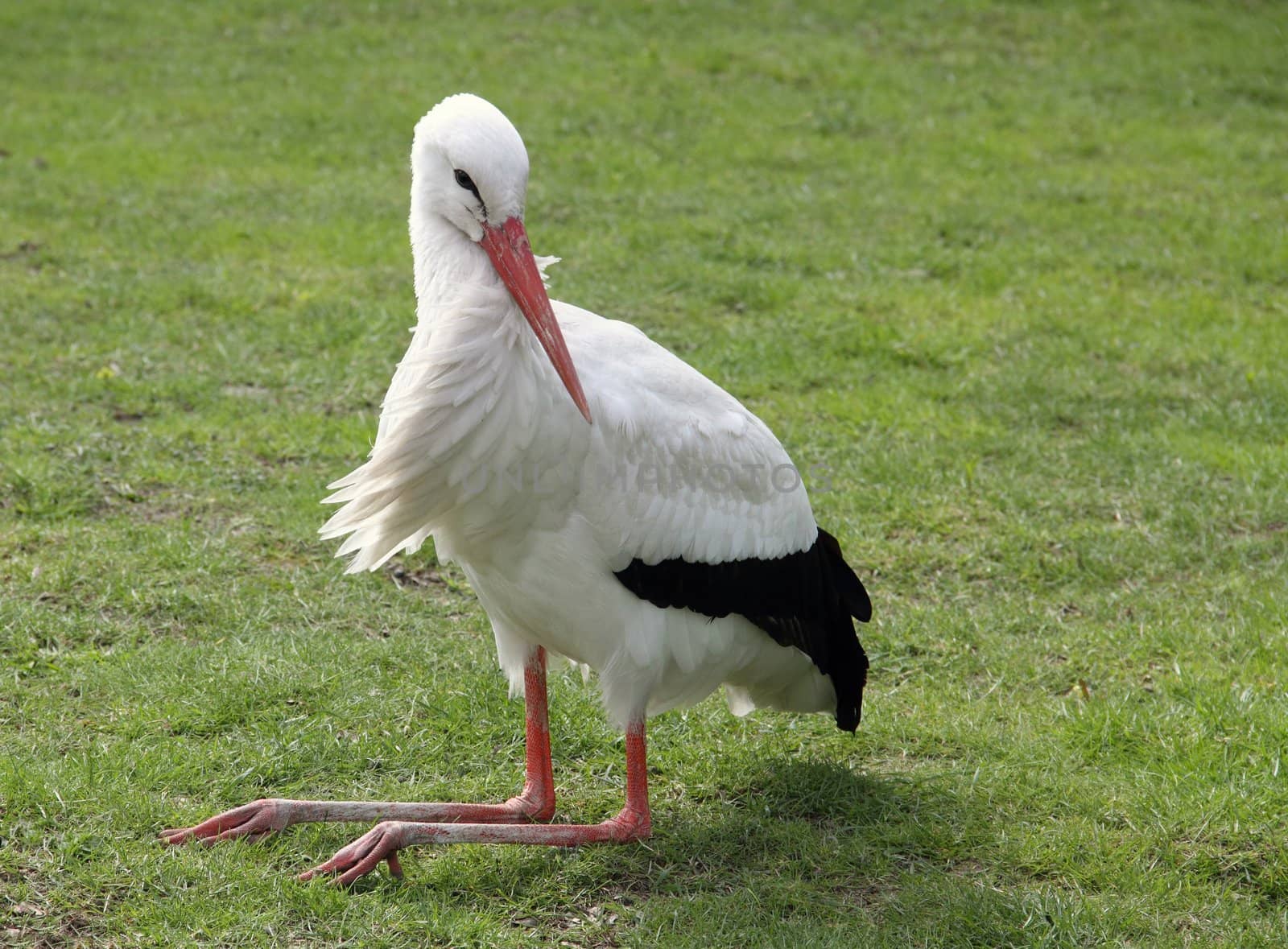 A stork resting on the green meadow.