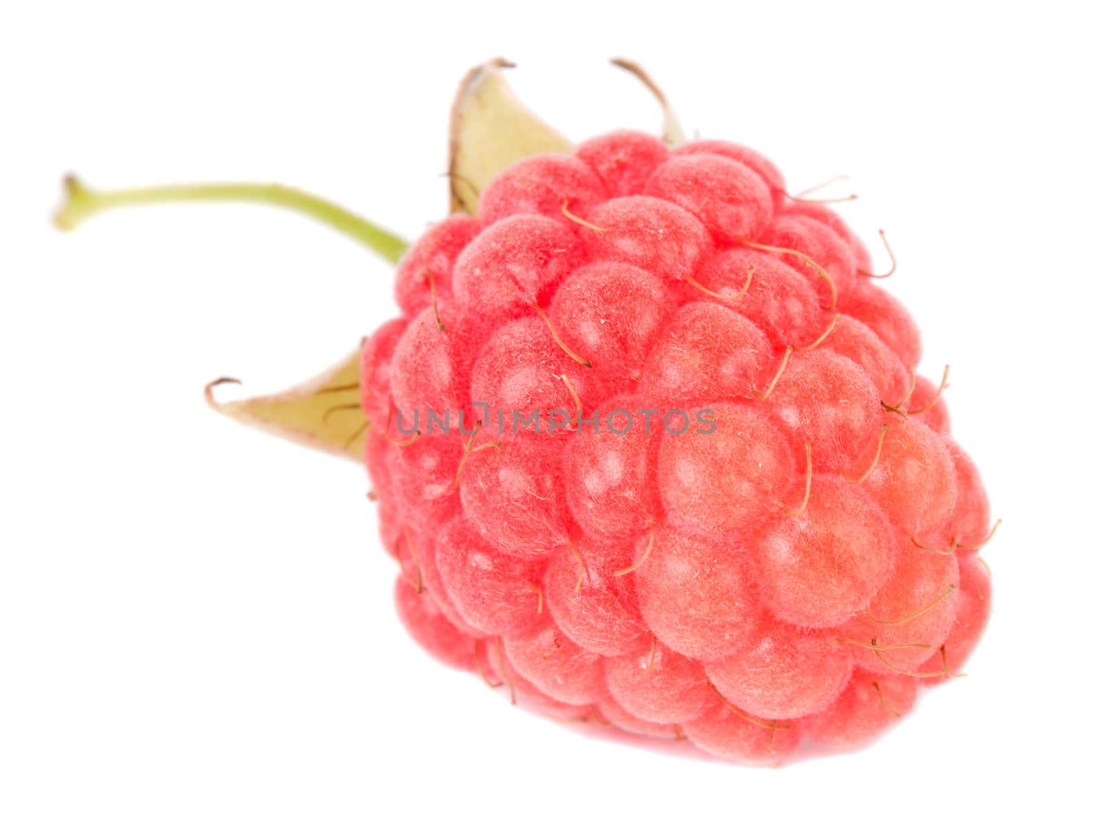 close-up single ripe raspberry, isolated on white