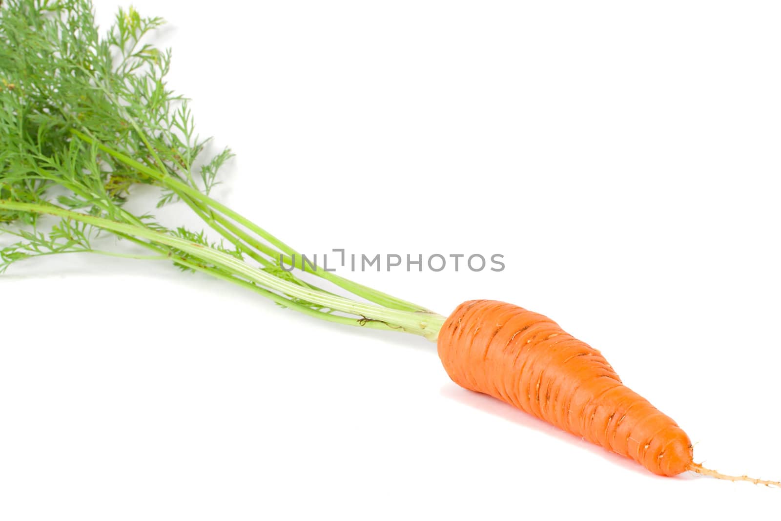 close-up single carrot, isolated on white