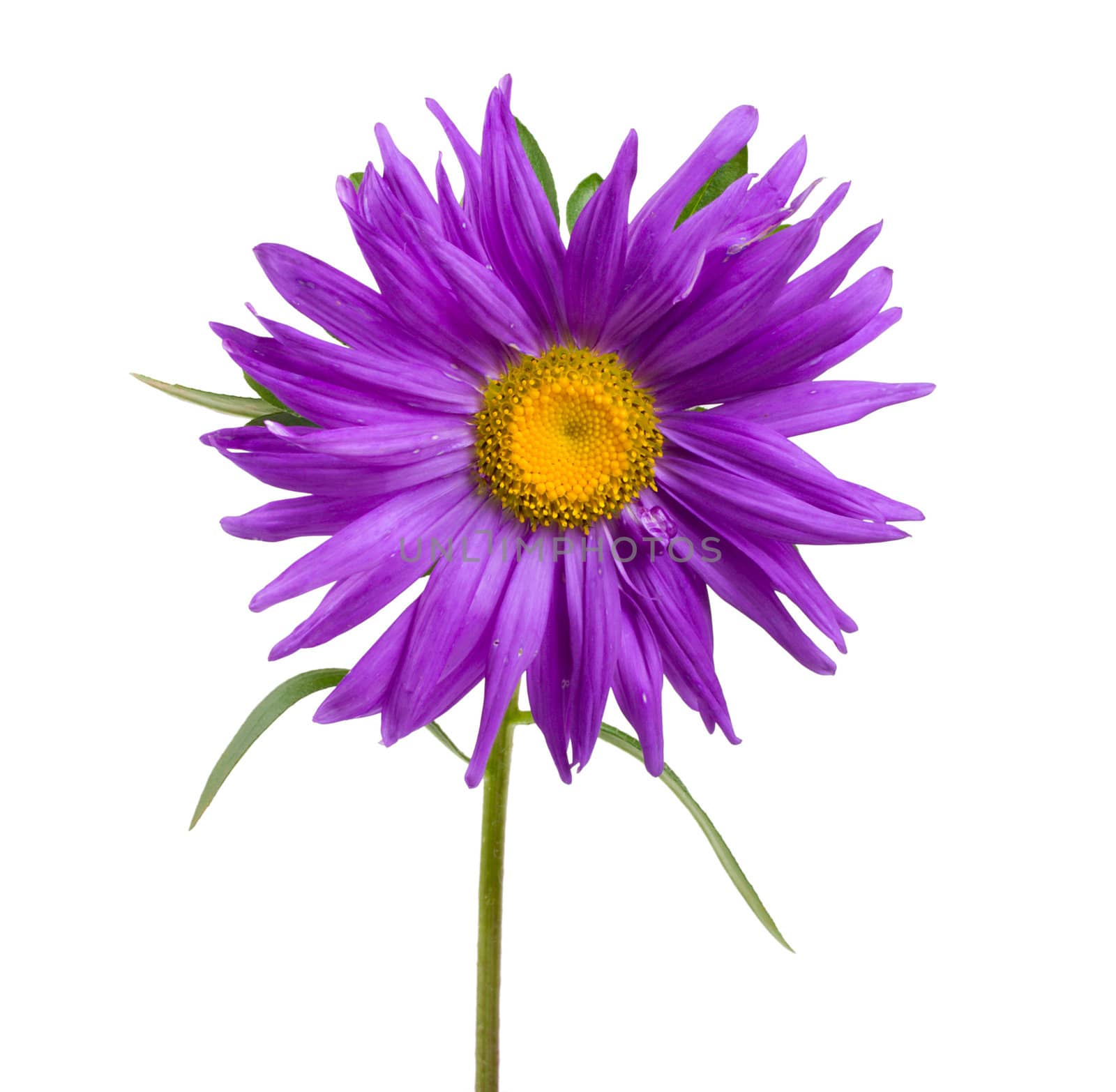close-up violet aster, isolated on white