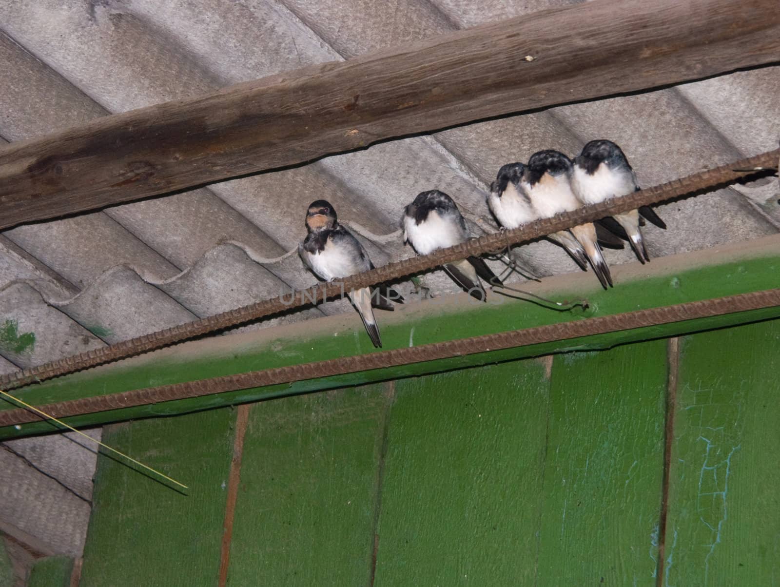 The image of five baby birds of a swallow
