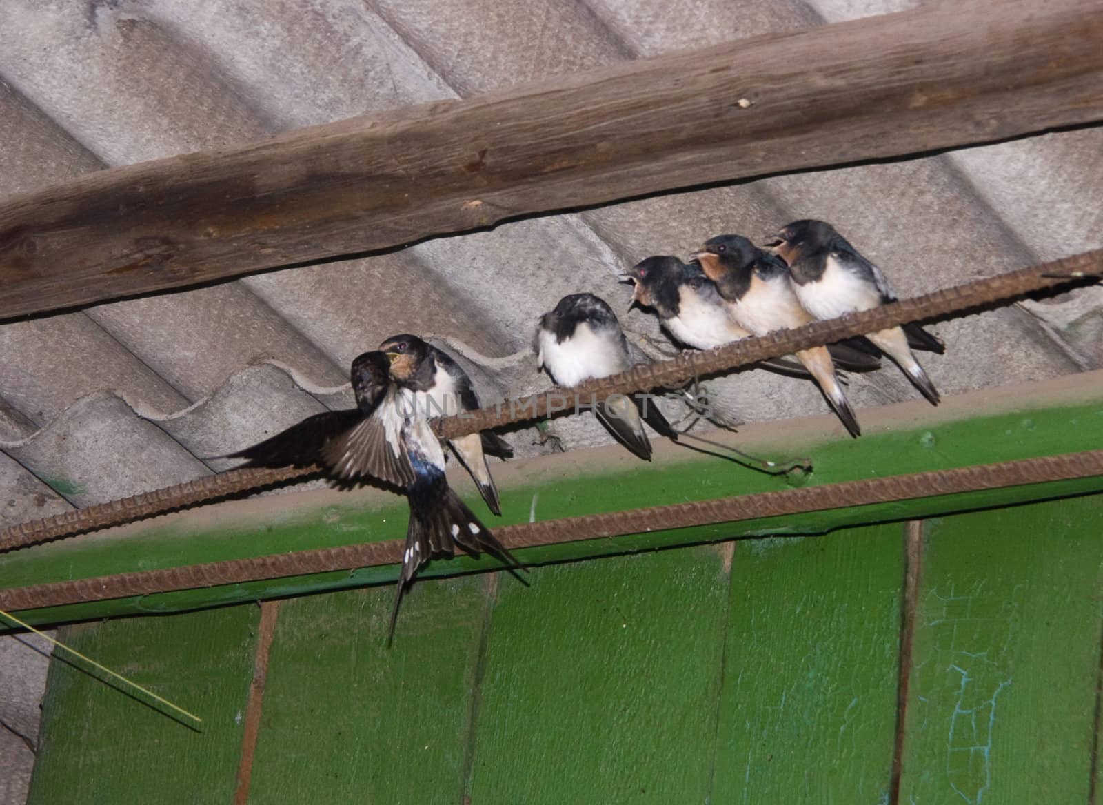 The swallow feeds the baby birds by soloir