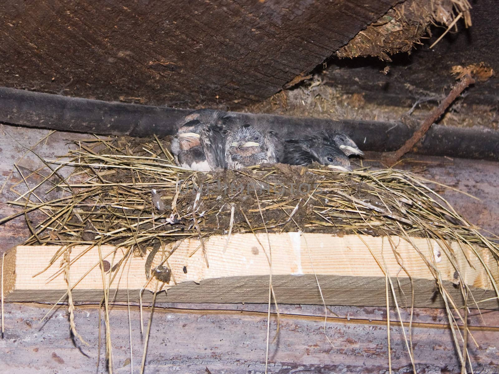 The image of five baby birds of a swallow