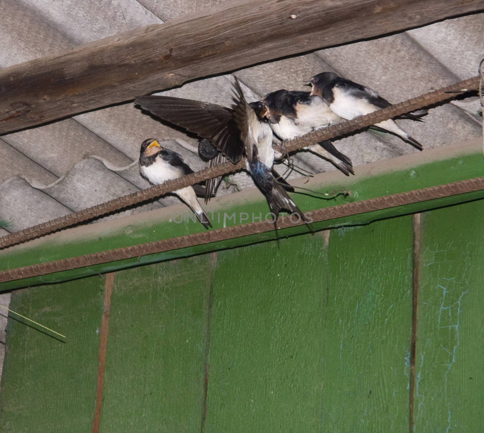 The swallow feeds the baby birds by soloir