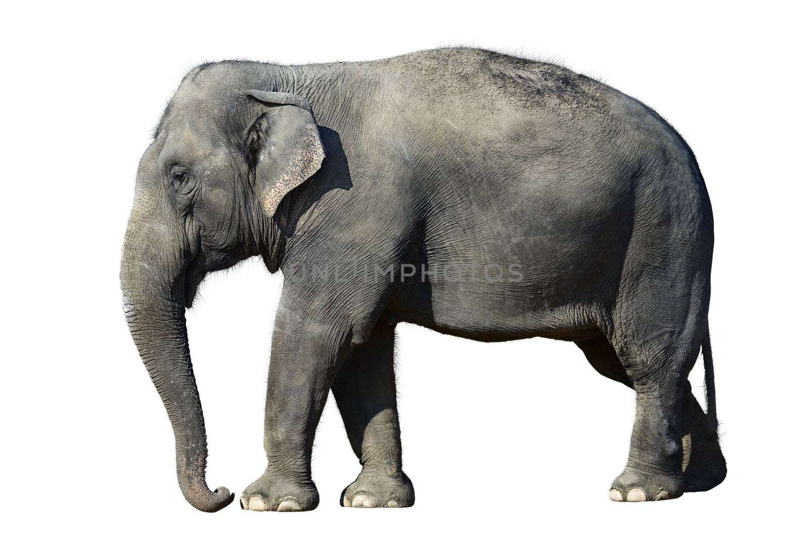 Elefant isolated by Kamensky