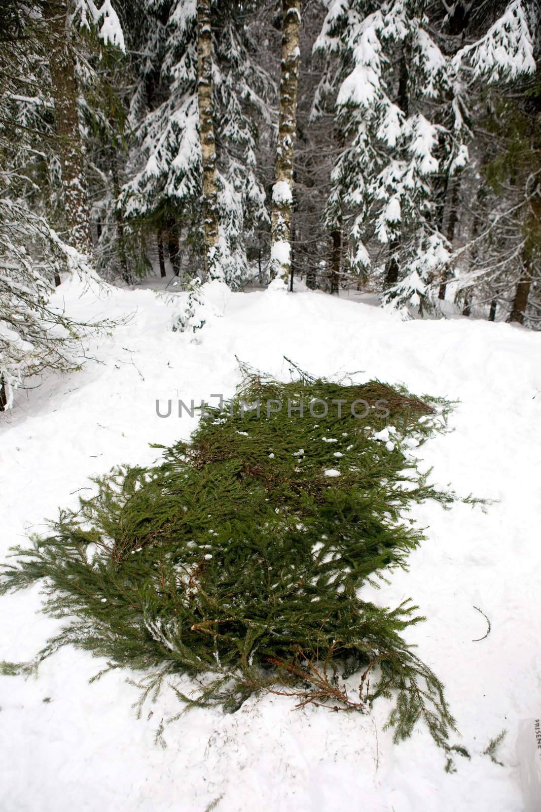 Spruce branches placed over snow to protect a tent.