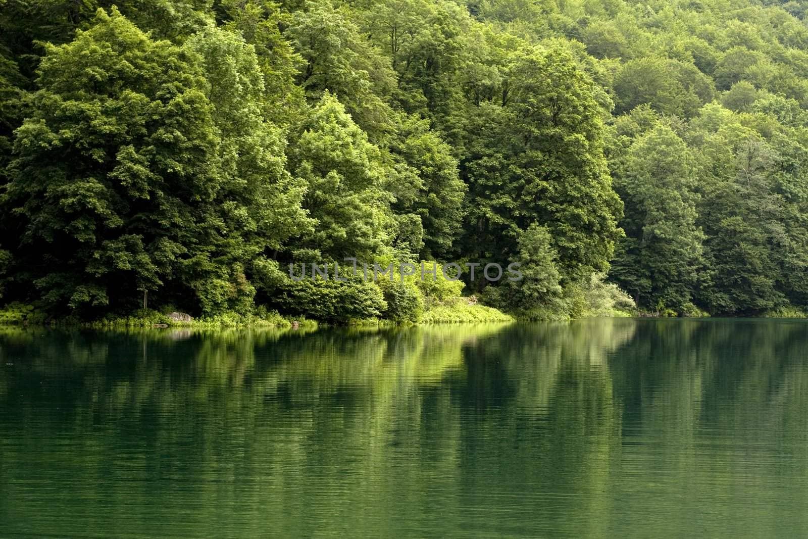 Lake and trees in the Reserve of Montenegro
