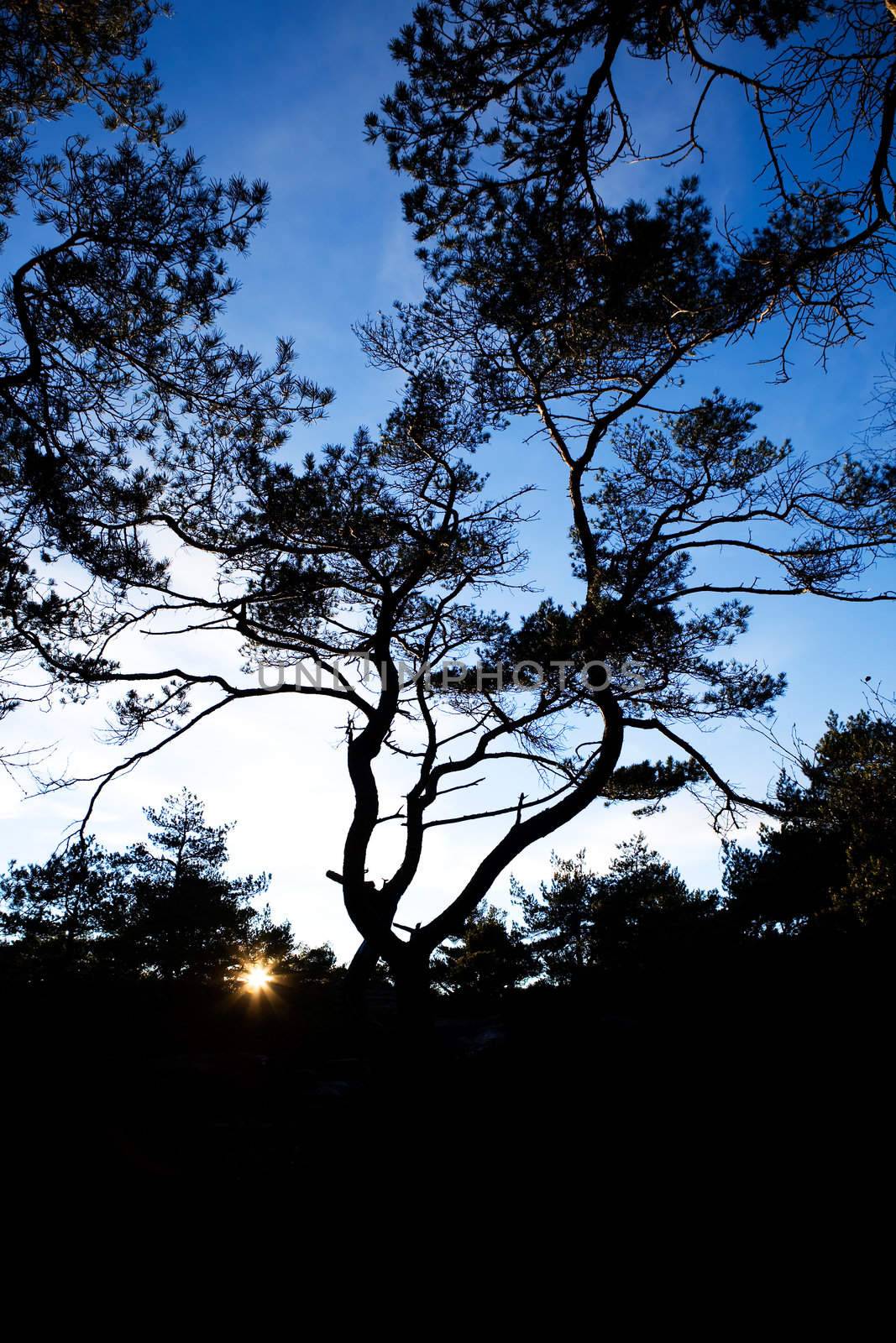 A group of gnarled pine trees against a bright sunset