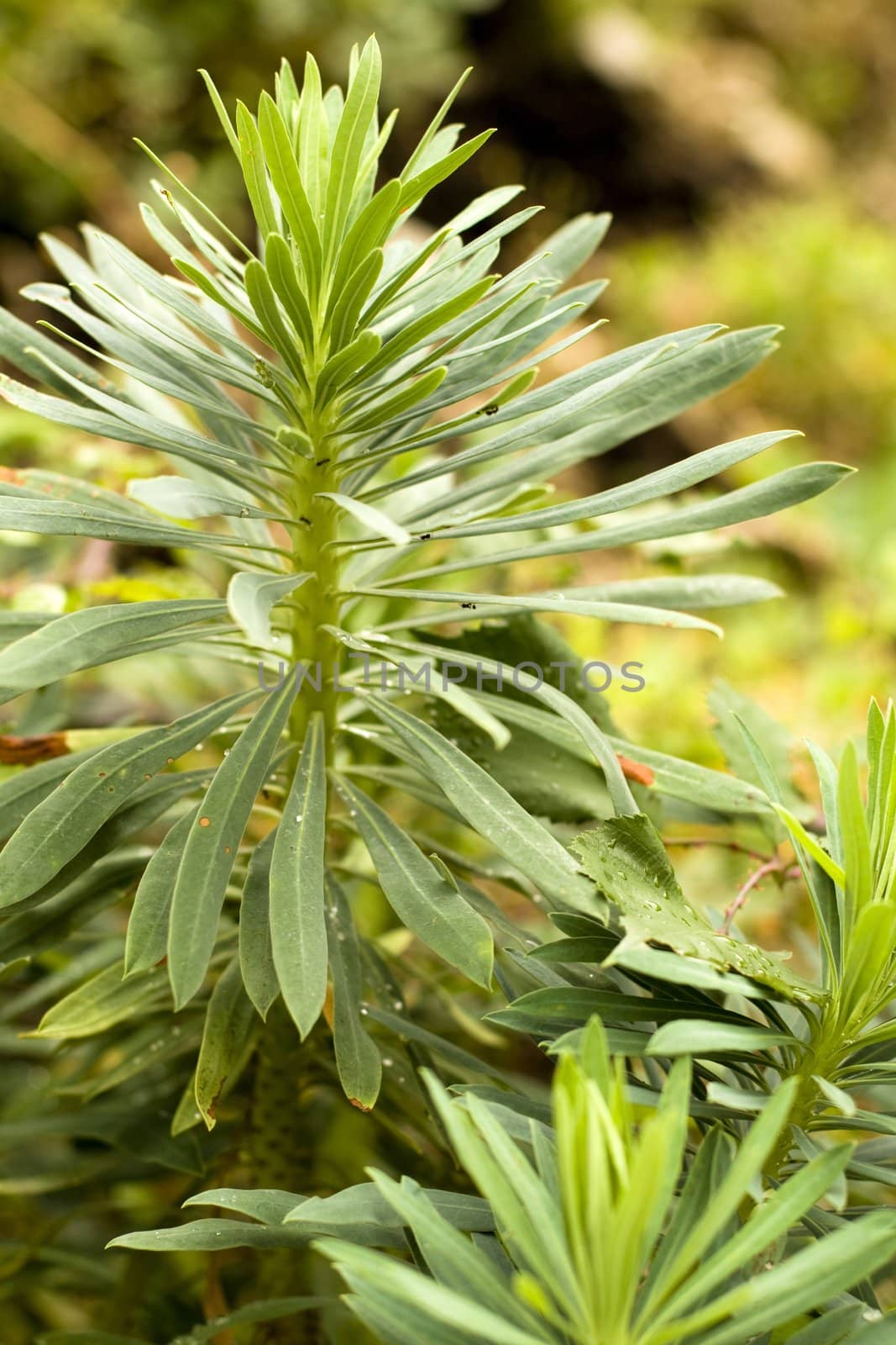 Fern in the reserve of Montenegro