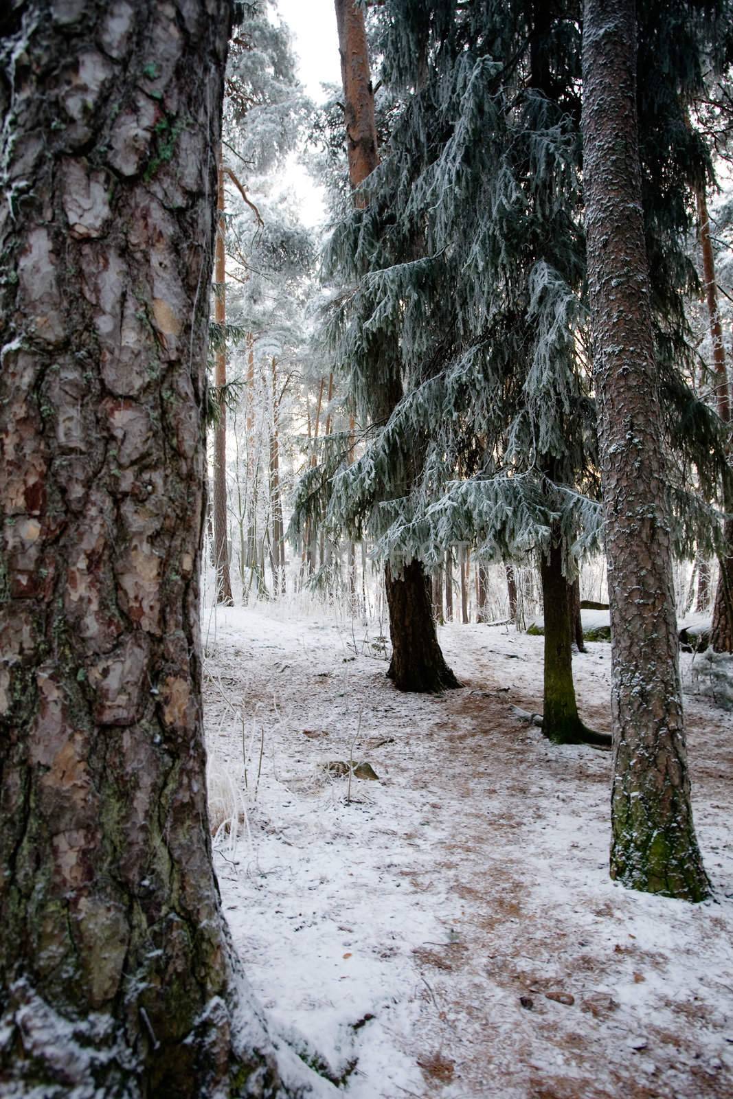 A forest in a cold winter