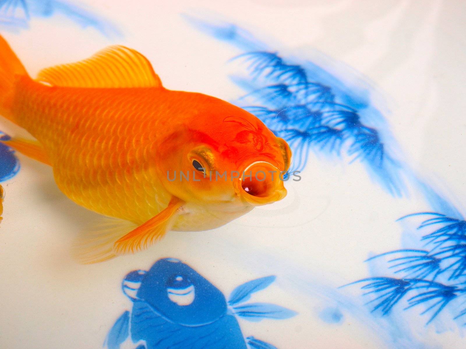 Goldfish in a Chinese ceramic bowl by dotweb