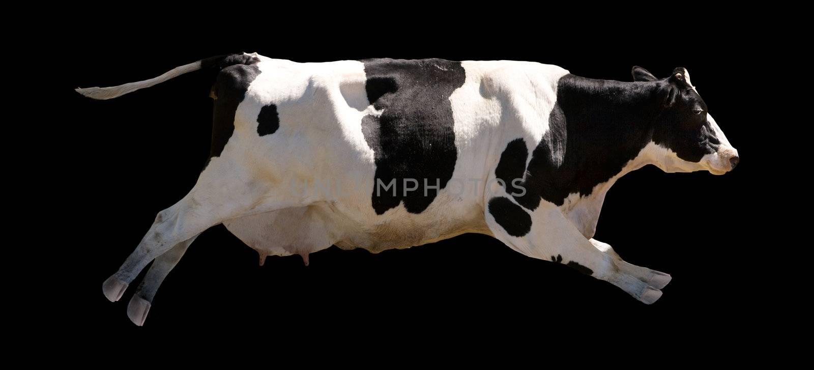 A flying cow isolated on black