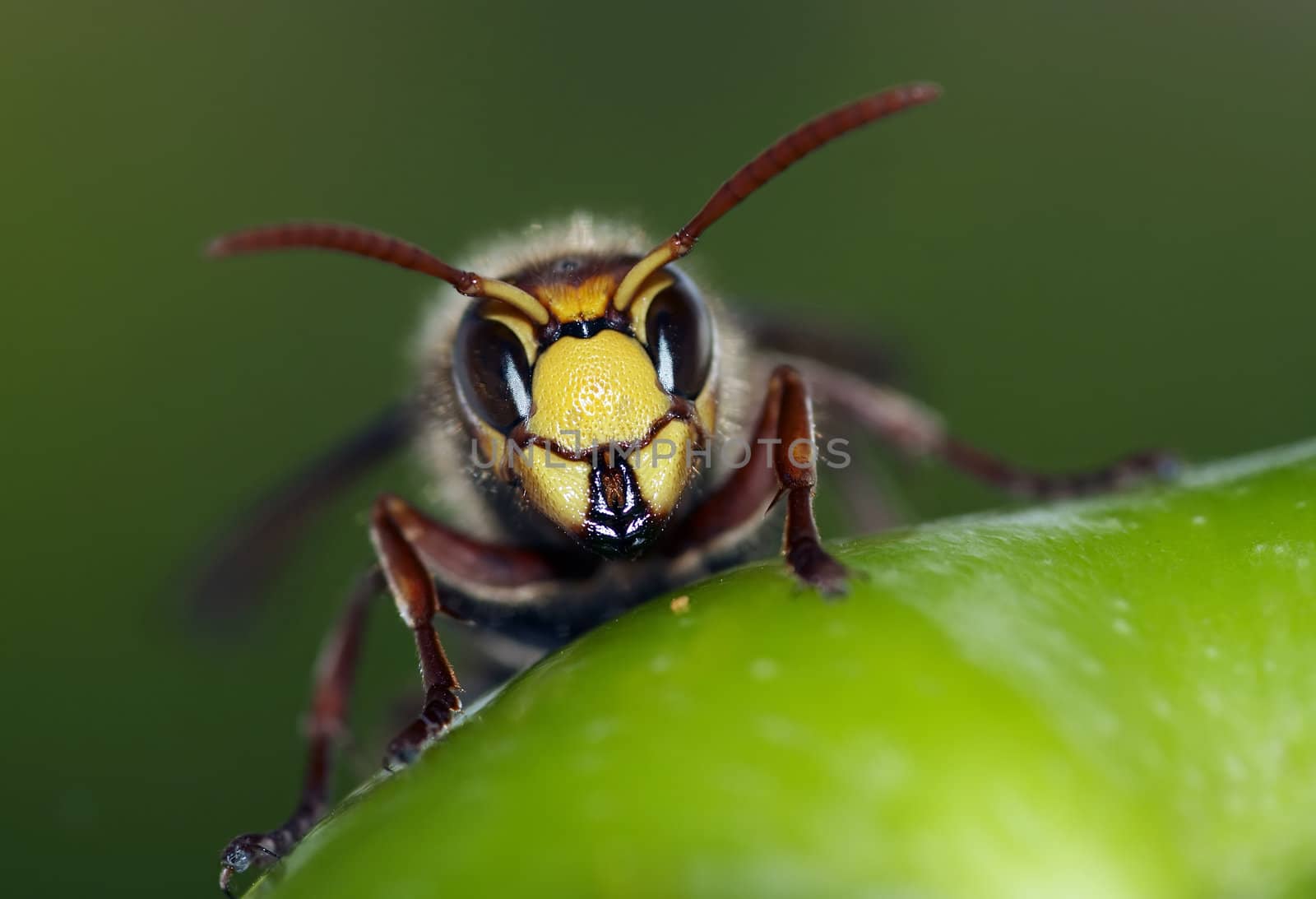 Close-up (macro) of the giant hornet