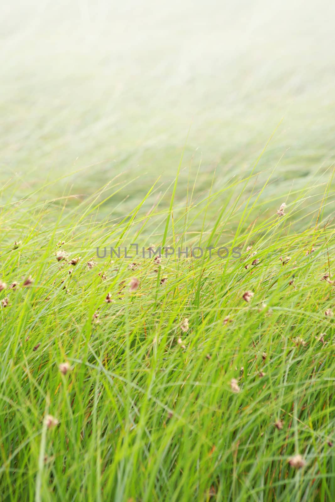 Grassy background with copy space