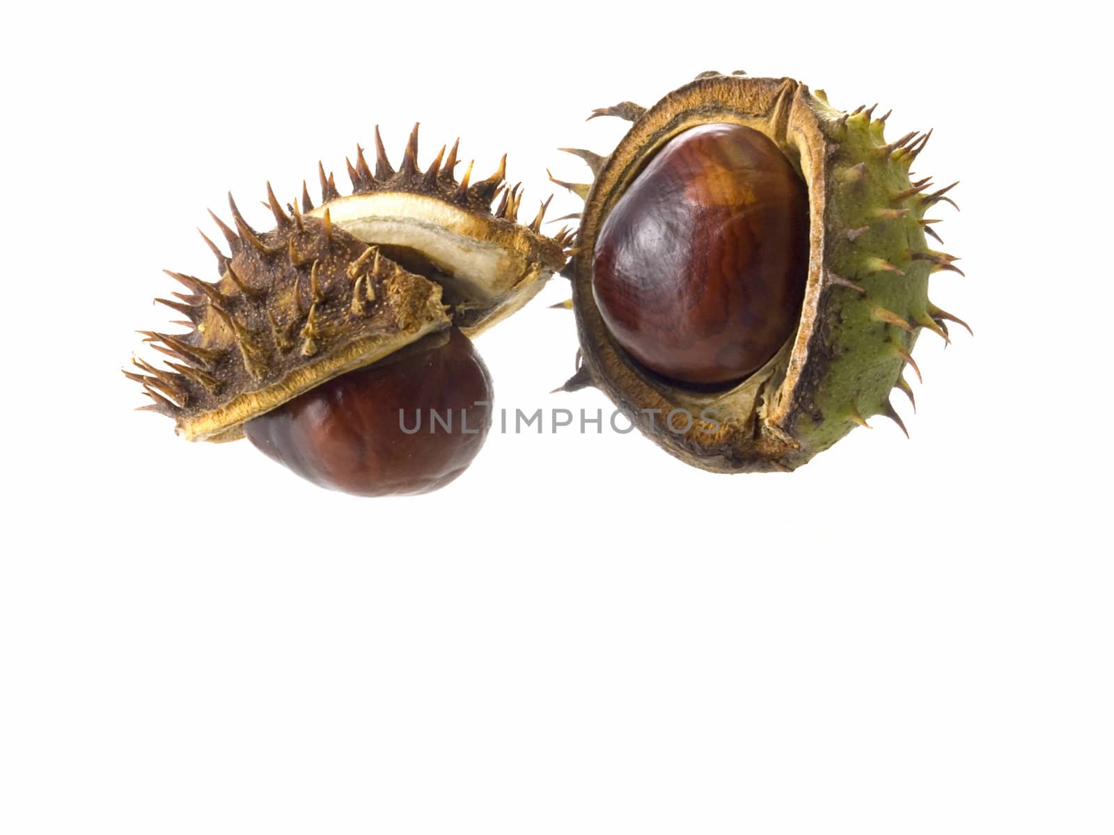 close-up of Chestnuts isolated on a white background