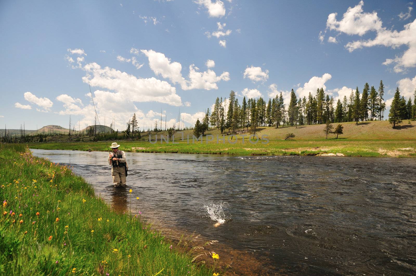 Active senior woman reeling in a trout from the Firehole River in Yellowstone National Park