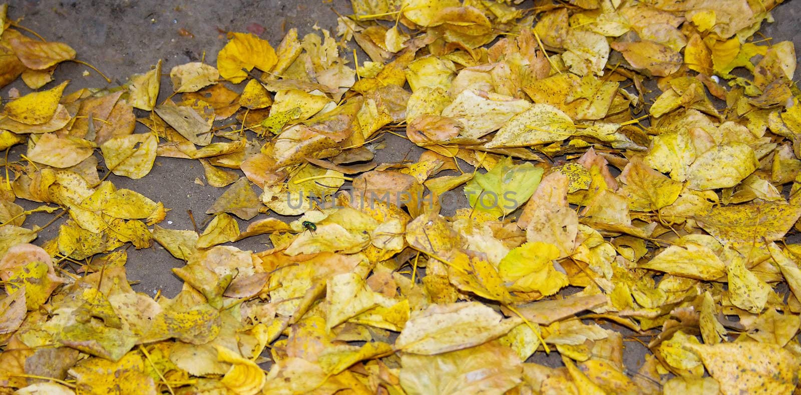 The yellow foliage which has fallen down on the earth. A texture