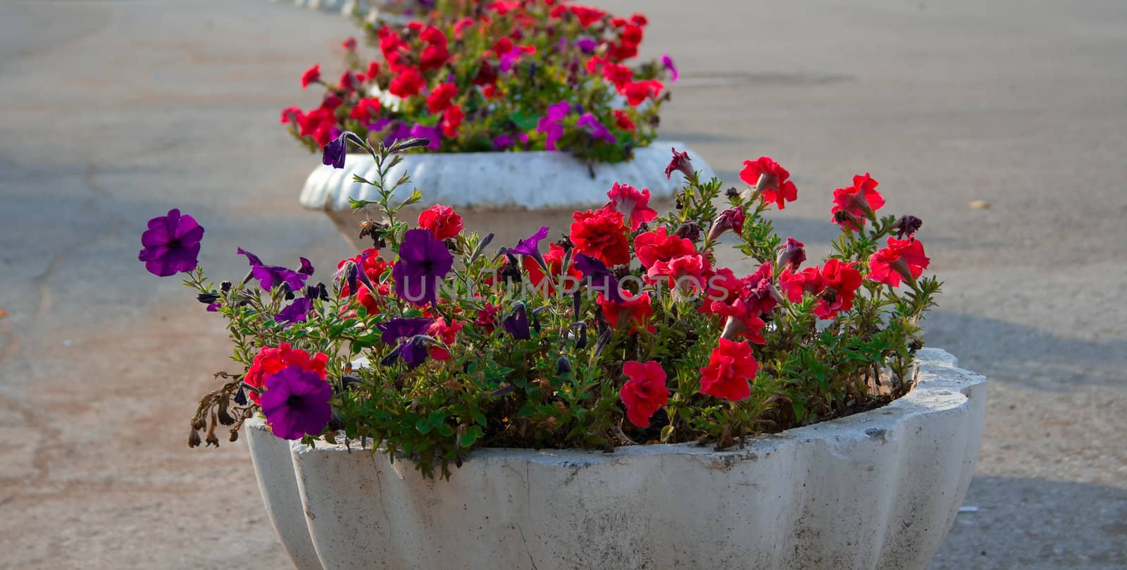 Street vases with the flowers of red and lilac colour