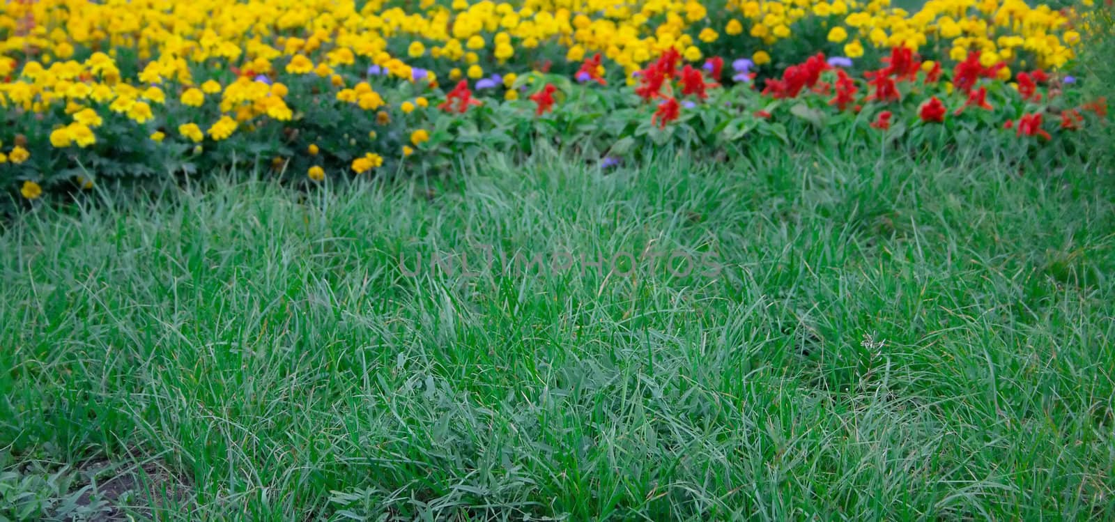 Summer lawn with a green grass and flowers of different color behind