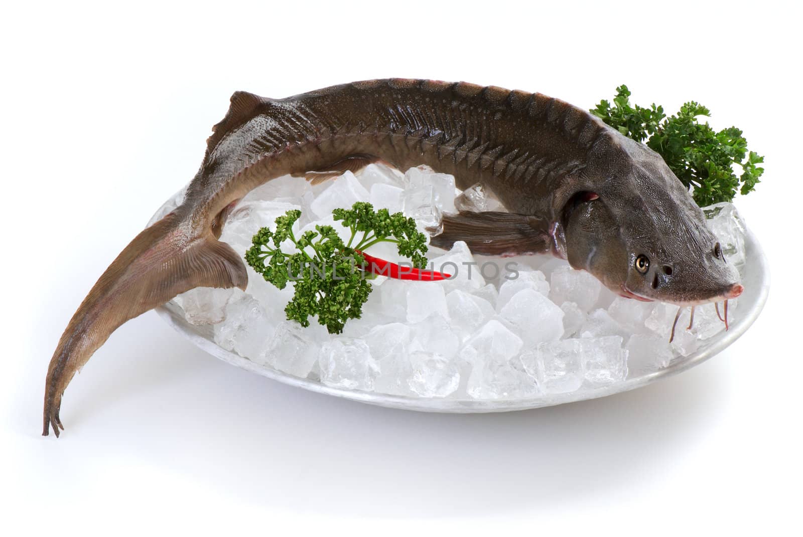 Sturgeon on plate with ice on white background