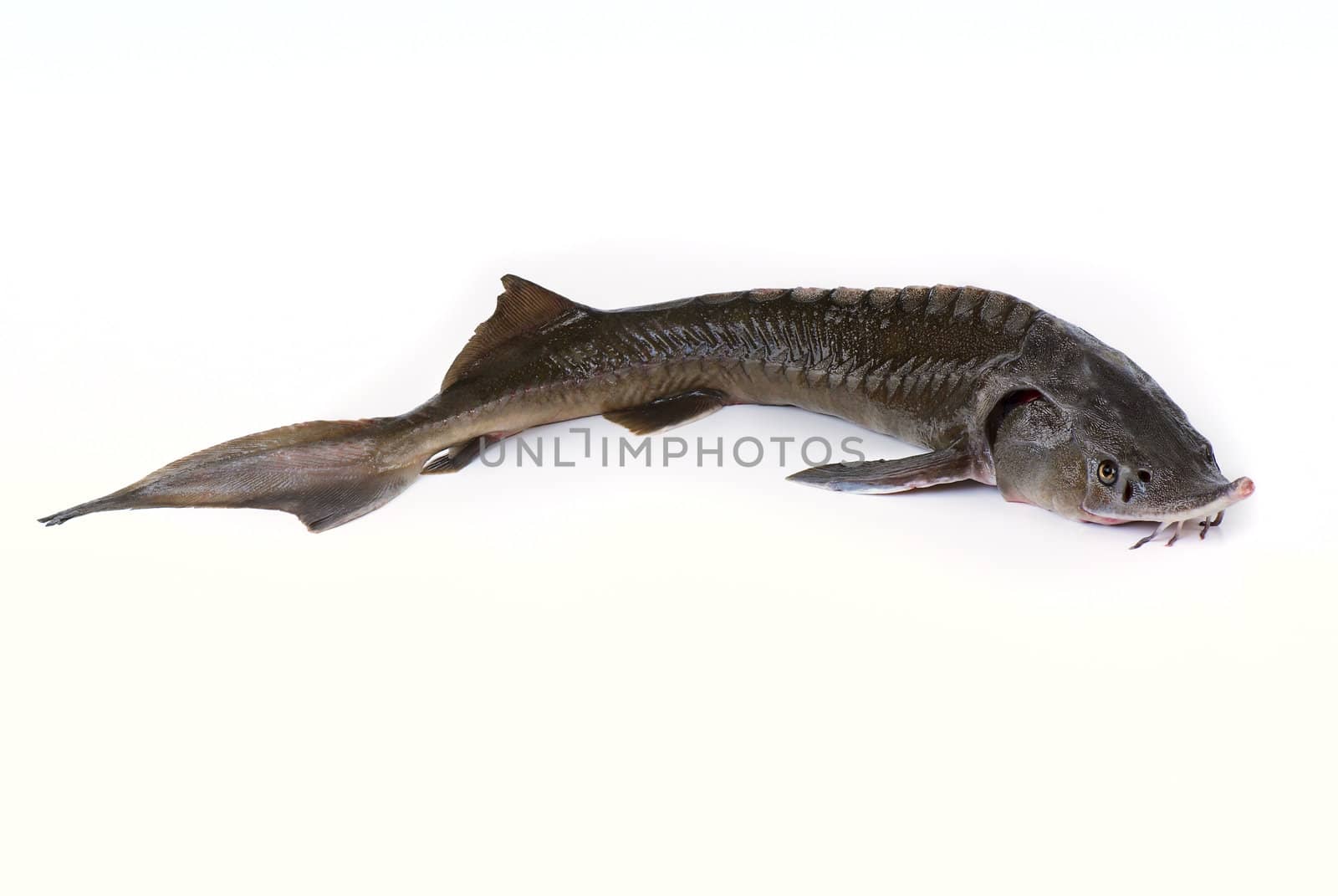 Sturgeon isolated by Kamensky