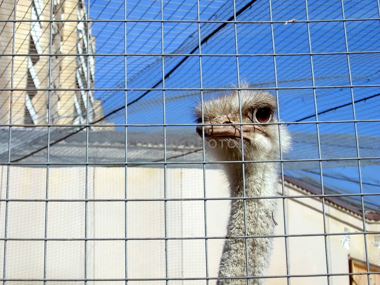 Cute ostrich behind the lattice in Moscow zoo