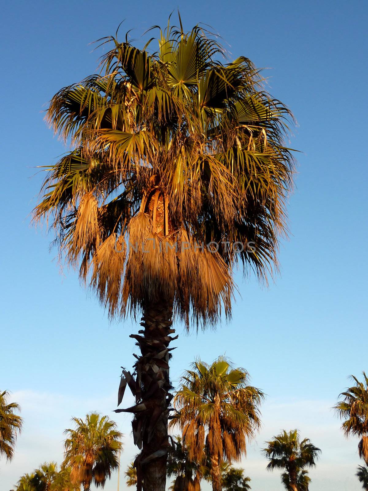 Palm trees by Elenaphotos21