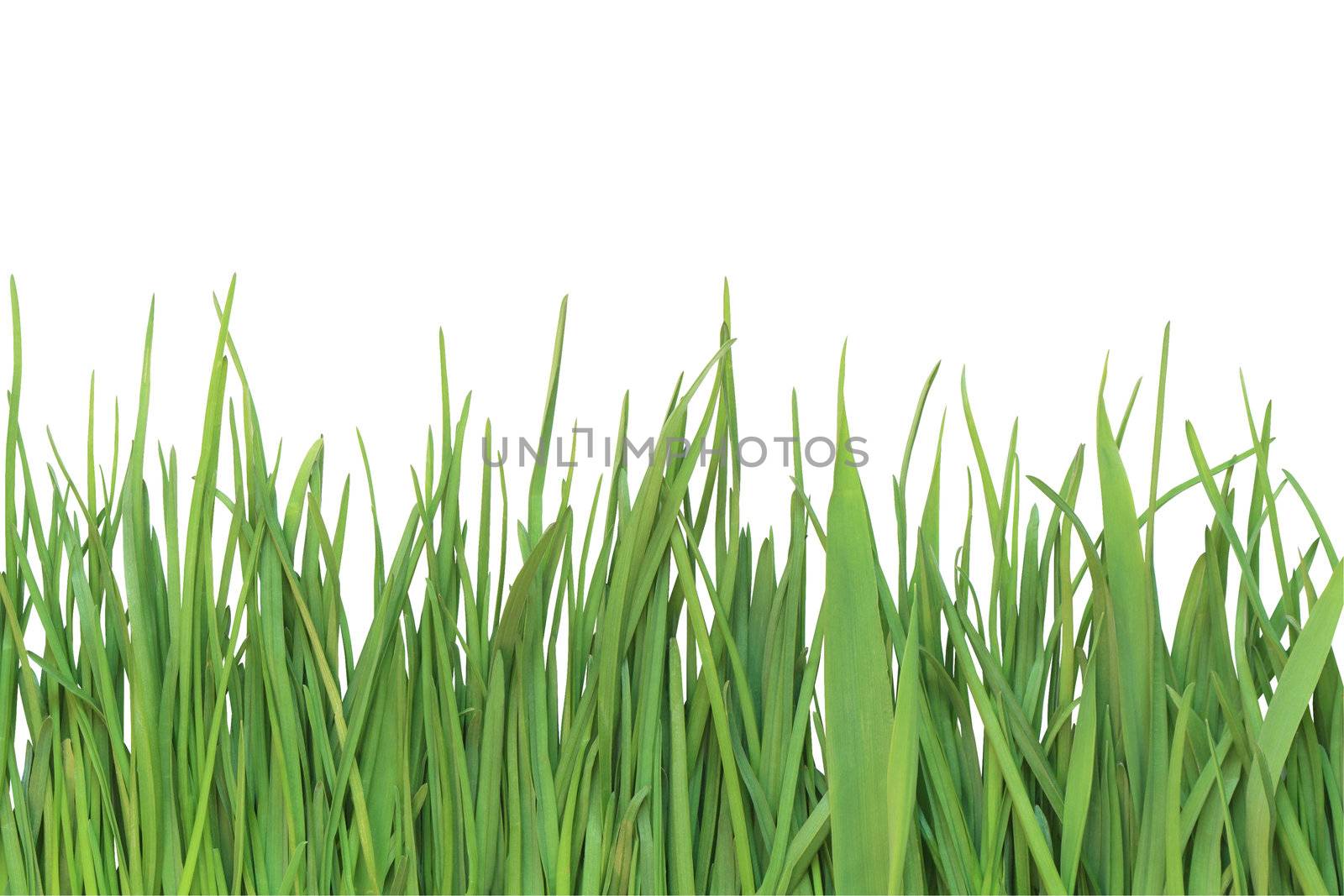 Closeup of green grass isolated on white background with clipping path