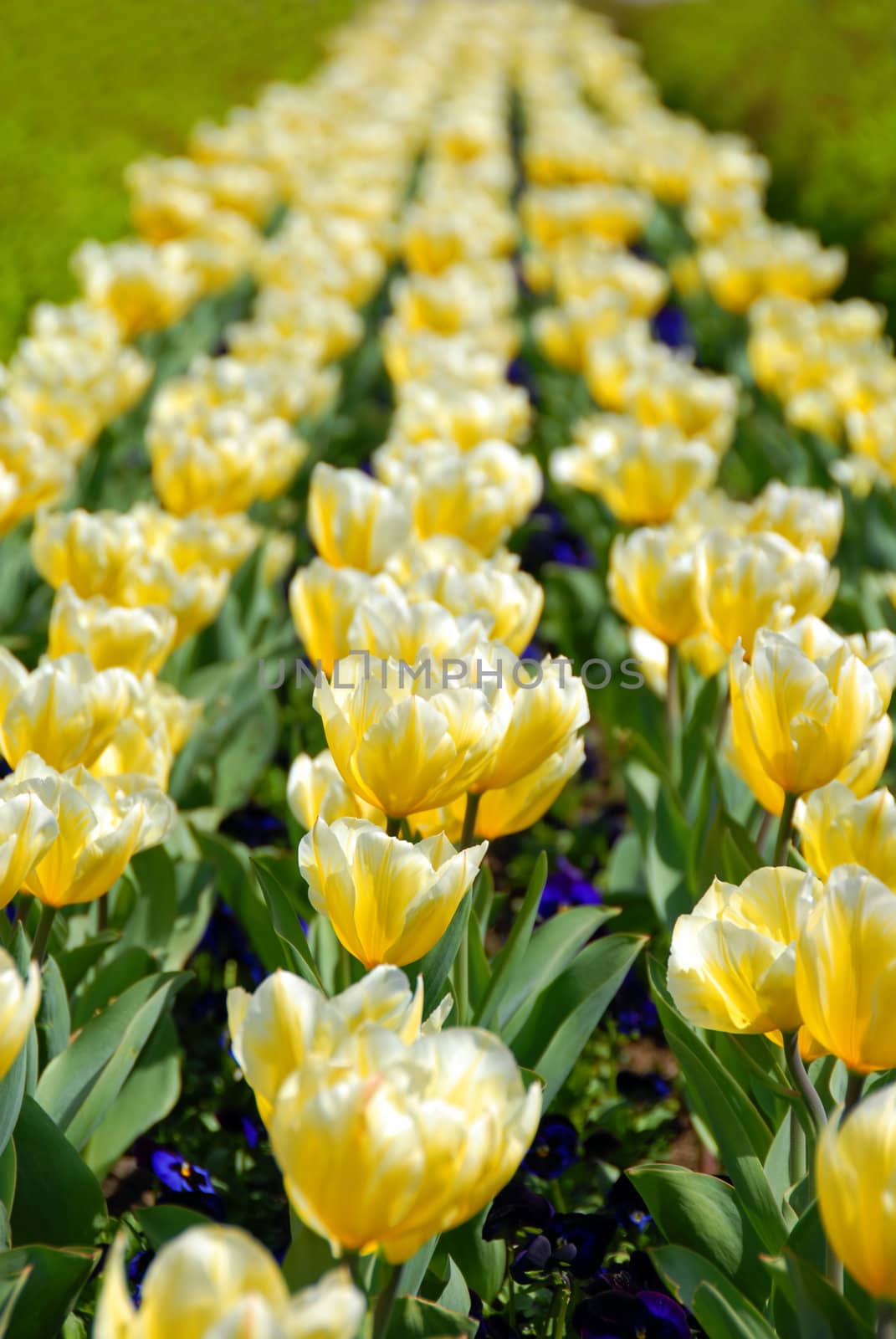 Yellow tulips row by simply