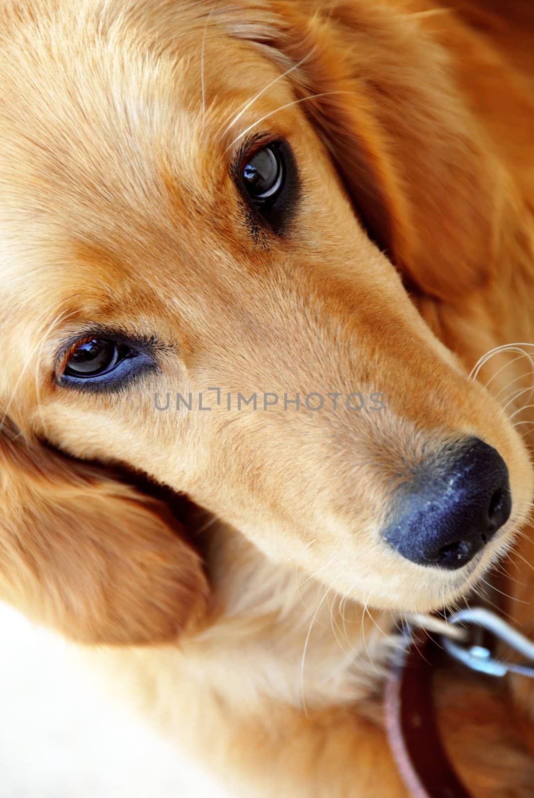 golden retriever young dog portrait diagonal closeup