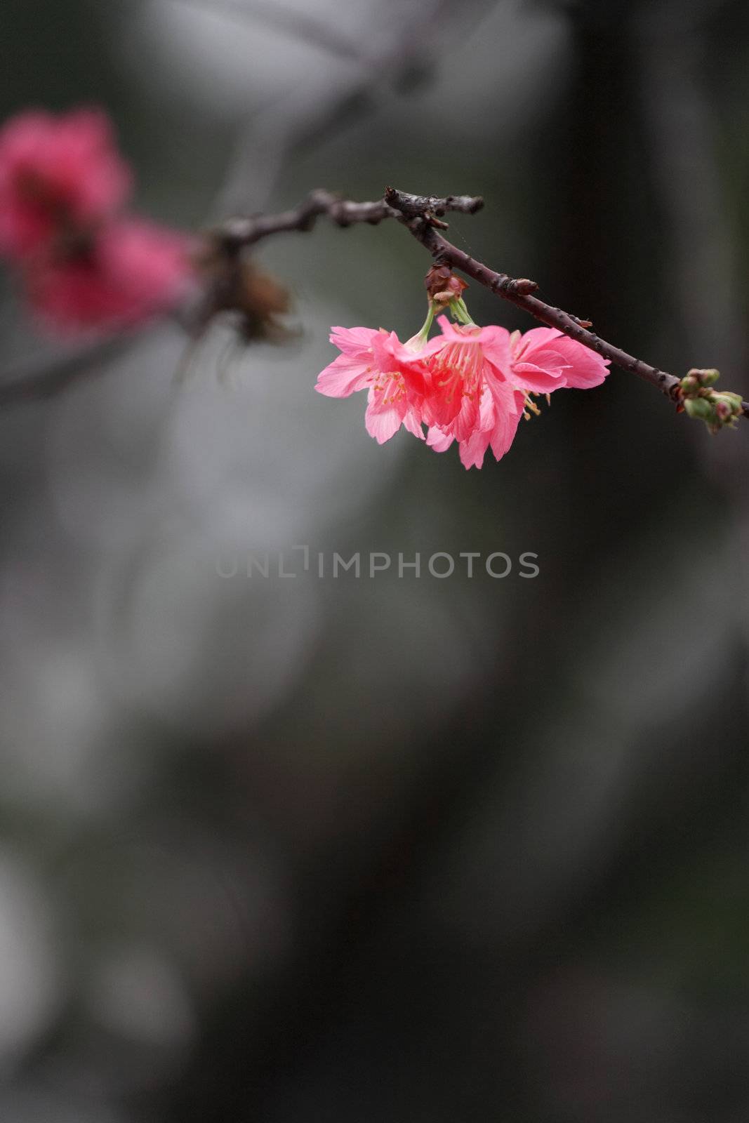 cherry blossoms