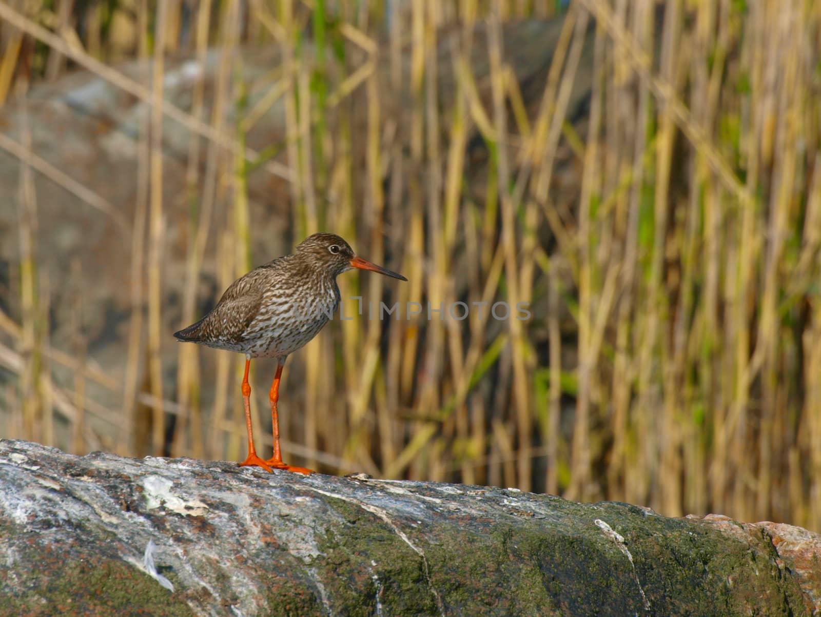 Common Redshank by dotweb