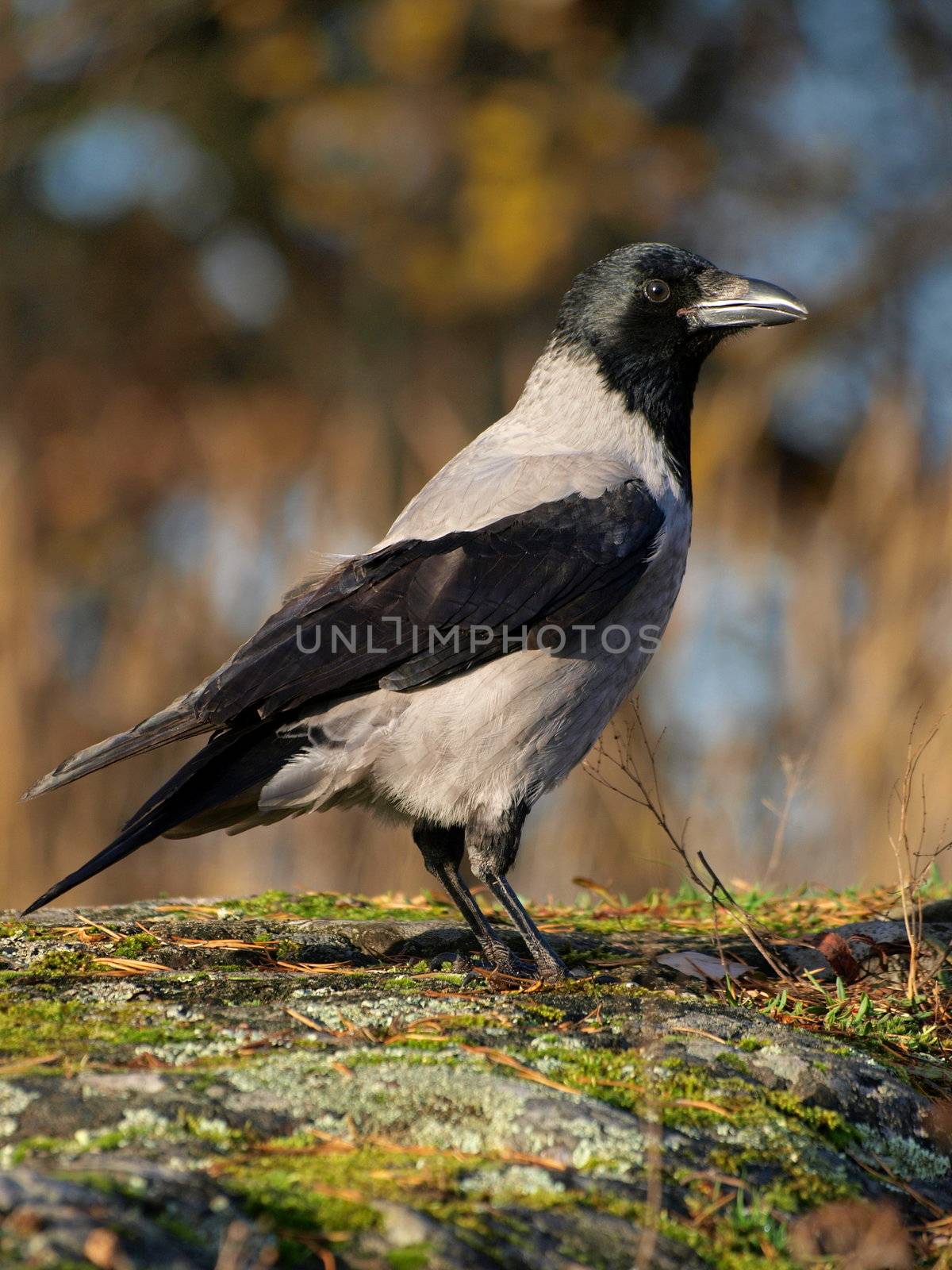 Hooded Crow Corvus cornix by dotweb