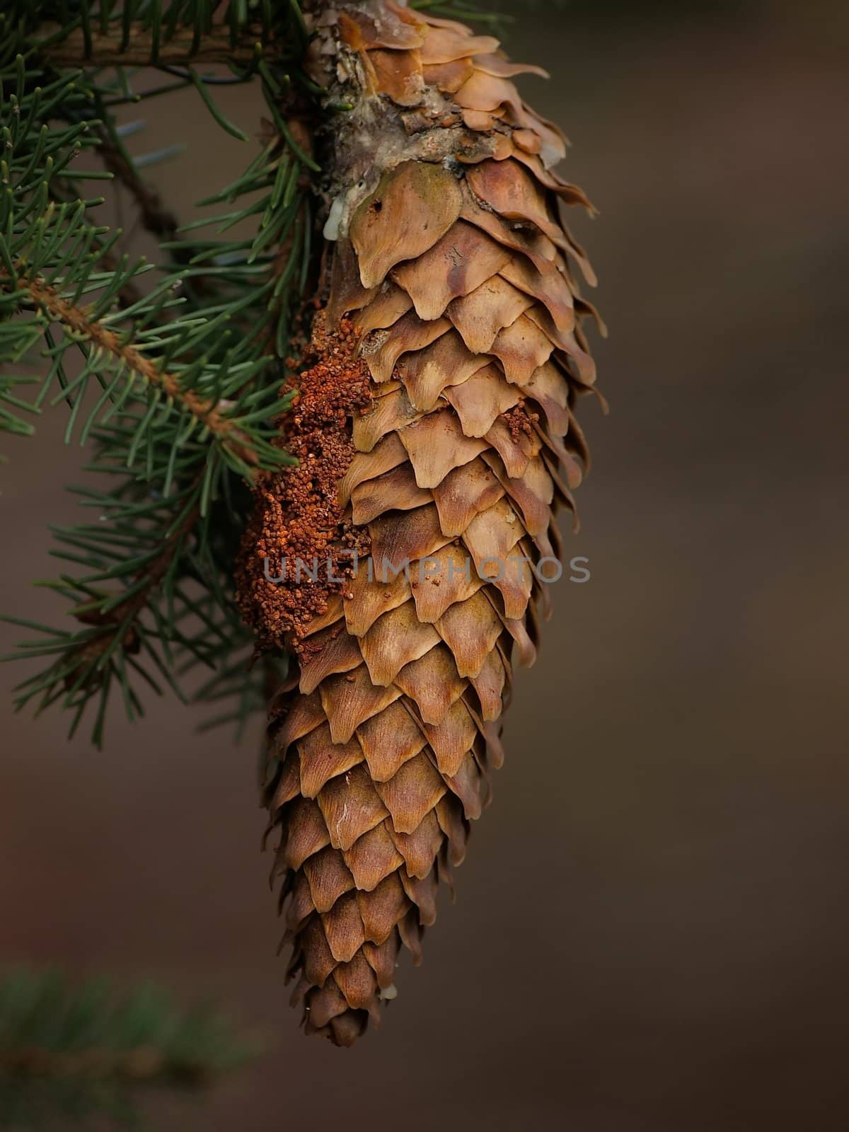 Fir cone