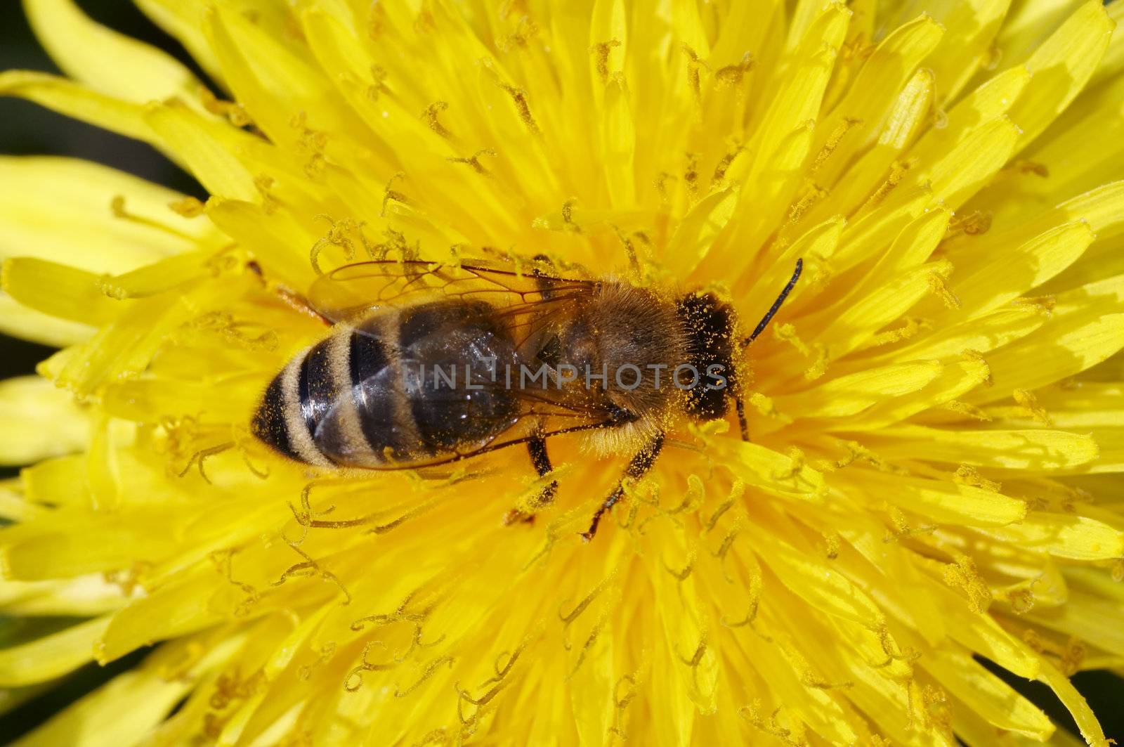 Detail (close-up) of the honeybee with antheral dust