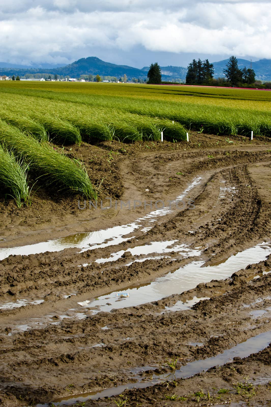 Field and wet field path, USA by rongreer