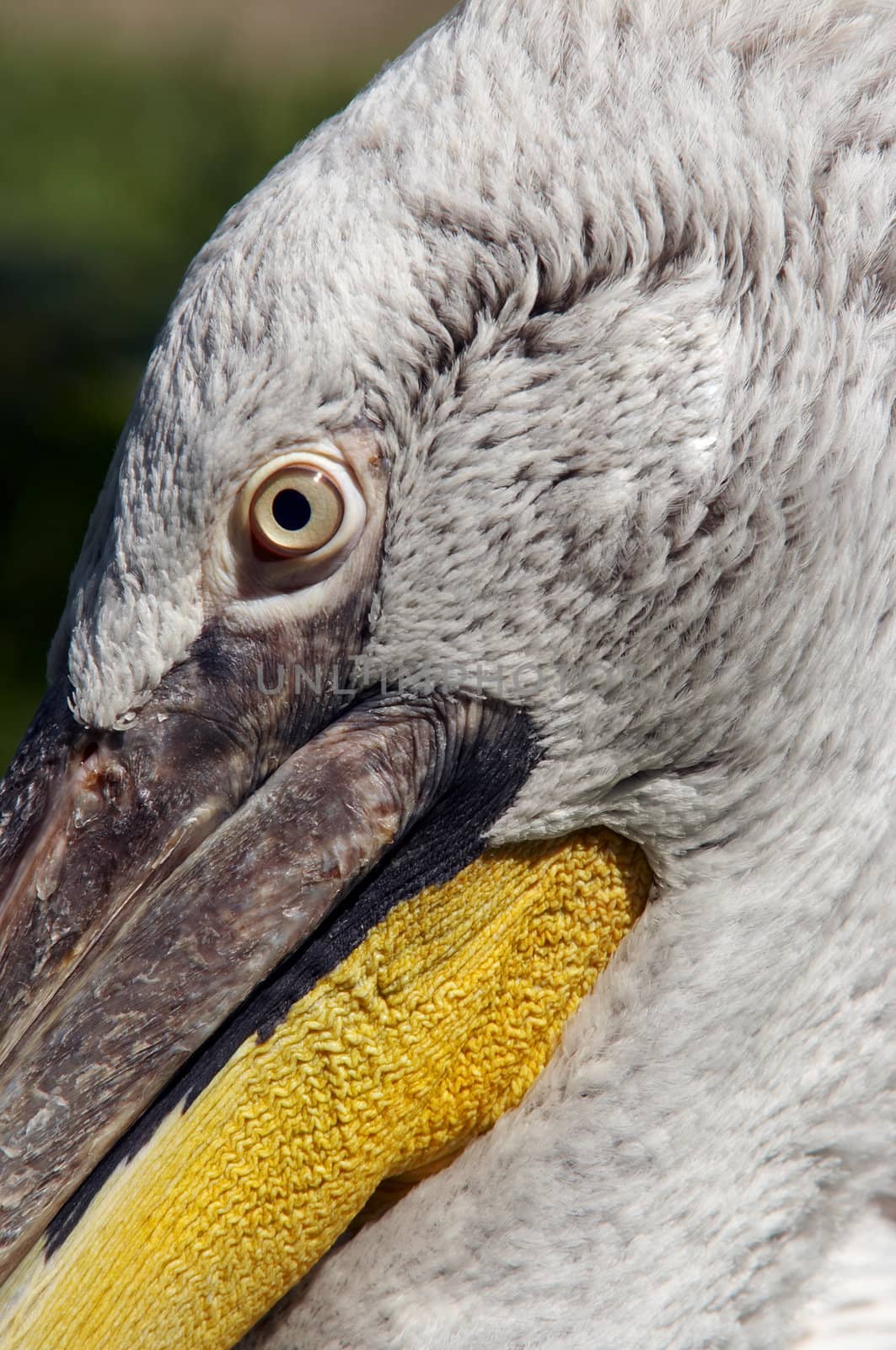 Dalmatian pelican - detail of the eye